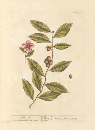 Elizabeth Blackwell - Green tea.webp