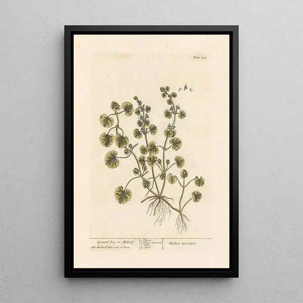 Lierre terrestre ou gléchome - Elizabeth Blackwell — quadro incorniciato alla parete