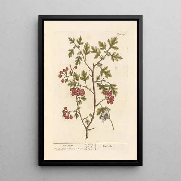 Aubépine - Elizabeth Blackwell — quadro incorniciato alla parete