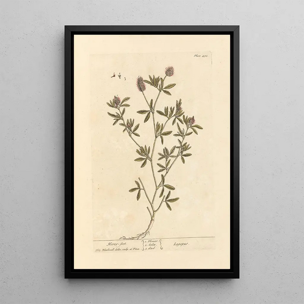 Pied de lièvre - Elizabeth Blackwell — quadro incorniciato alla parete