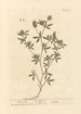 Pied de lièvre - Elizabeth Blackwell — vista dell’opera