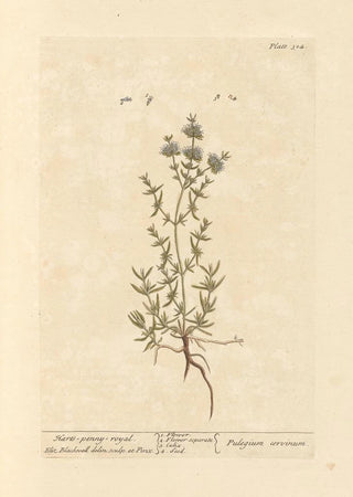 Elizabeth Blackwell - Harts penny royal.webp
