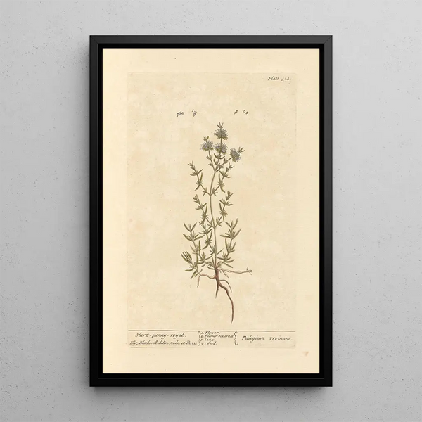 Menthe pouliot - Elizabeth Blackwell — quadro incorniciato alla parete