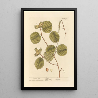 Elizabeth Blackwell - Hazel nut.webp