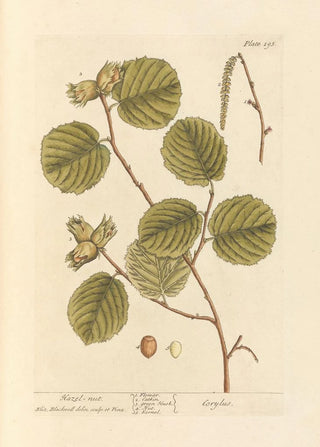 Noisette - Elizabeth Blackwell — vista dell’opera