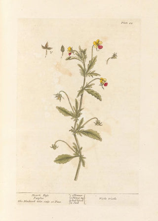 Elizabeth Blackwell - Hearts ease Pansies.webp