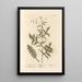 Moutarde des haies - Elizabeth Blackwell — quadro incorniciato alla parete