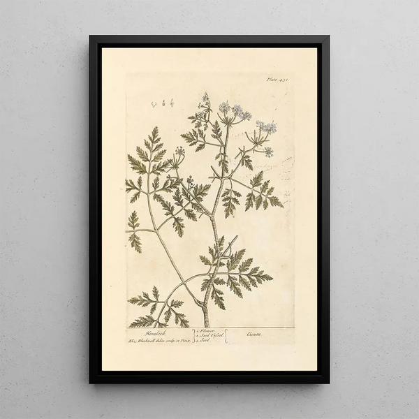 Ciguë - Elizabeth Blackwell — quadro incorniciato alla parete