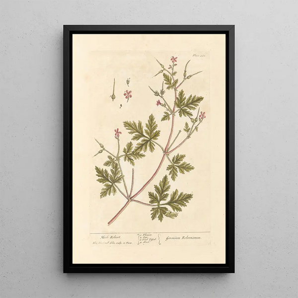 Geranio Erba-Robert - Elizabeth Blackwell — quadro incorniciato alla parete