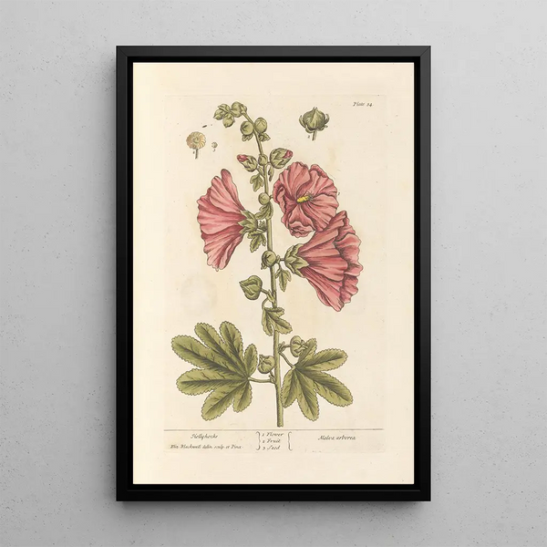 Papavero rosso - Elizabeth Blackwell — quadro incorniciato alla parete