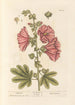 Papavero rosso - Elizabeth Blackwell — vista dell’opera