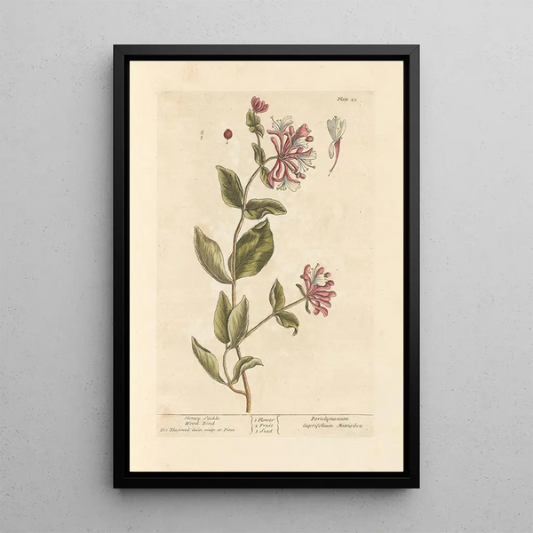 Caprifoglio - Elizabeth Blackwell — quadro incorniciato alla parete