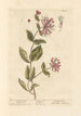 Caprifoglio - Elizabeth Blackwell — vista dell’opera