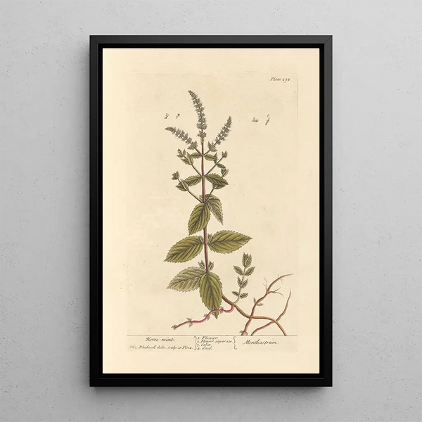 Menthe chevaline - Elizabeth Blackwell — quadro incorniciato alla parete
