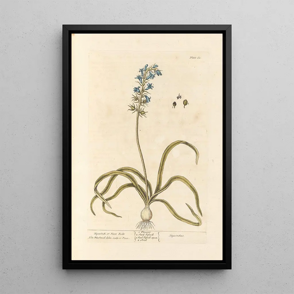 Jacinthe ou clochette - Elizabeth Blackwell — quadro incorniciato alla parete