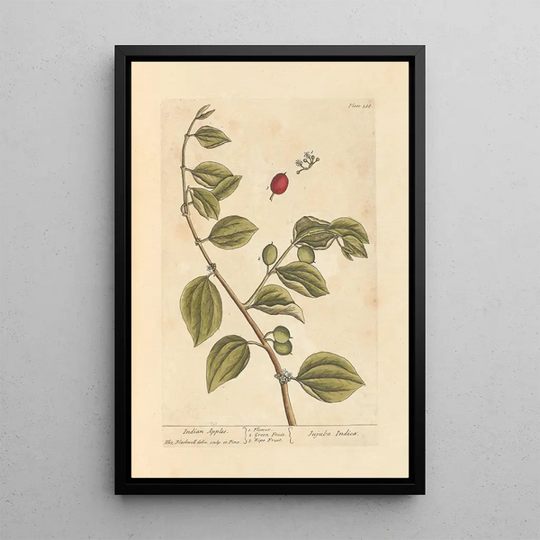 Mele d'India - Elizabeth Blackwell — quadro incorniciato alla parete