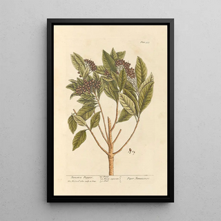 Elizabeth Blackwell - Jamaica pepper.webp