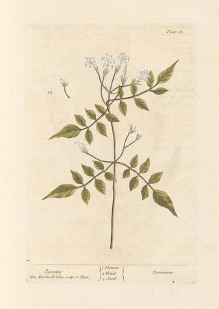 Elizabeth Blackwell - Jasmine.webp