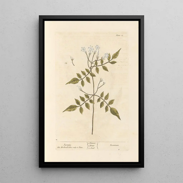 Jasmin - Elizabeth Blackwell — quadro incorniciato alla parete
