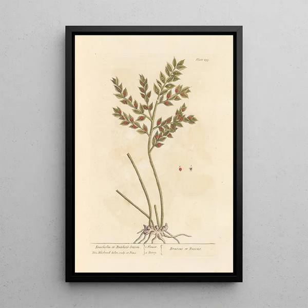 Fragon ou petit houx - Elizabeth Blackwell — quadro incorniciato alla parete