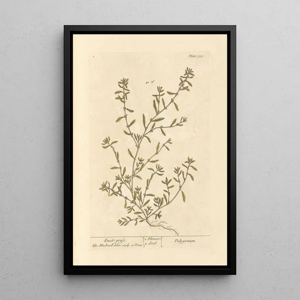Renouée - Elizabeth Blackwell — quadro incorniciato alla parete
