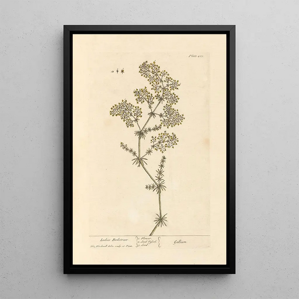 Caille-lait - Elizabeth Blackwell — quadro incorniciato alla parete