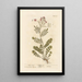 Cardamine des prés - Elizabeth Blackwell — quadro incorniciato alla parete