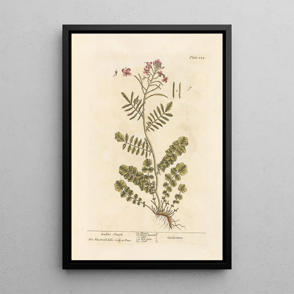 Cardamine des prés - Elizabeth Blackwell — quadro incorniciato alla parete