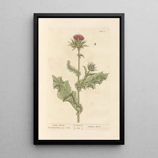 Elizabeth Blackwell - Ladies thistle.webp