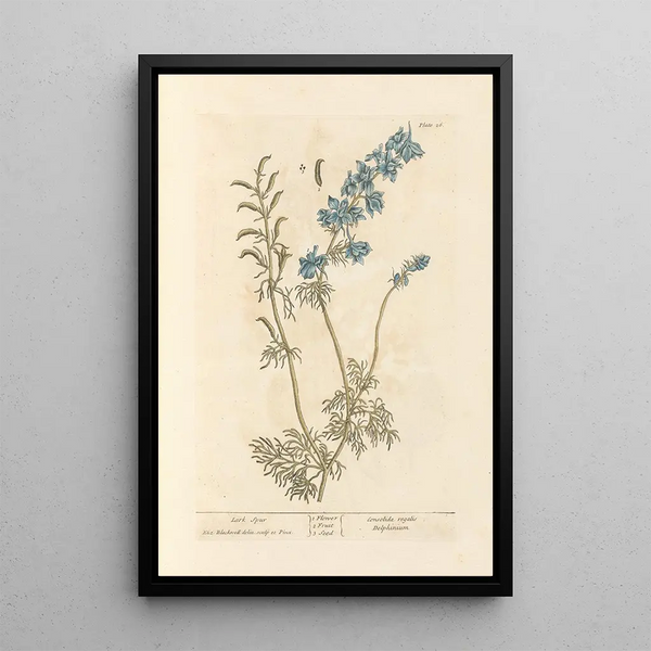 Pied d'alouette - Elizabeth Blackwell — quadro incorniciato alla parete
