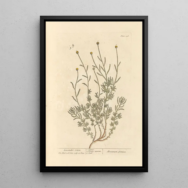 Santoline - Elizabeth Blackwell — quadro incorniciato alla parete