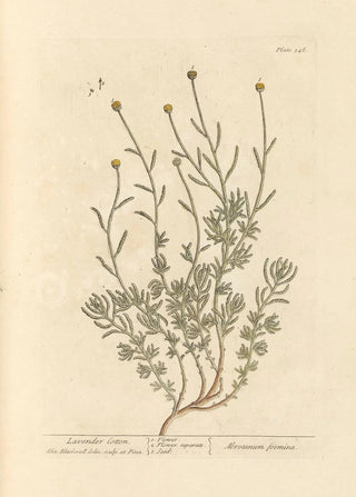 Elizabeth Blackwell - Lavender cotton.webp