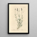 Lavanda - Elizabeth Blackwell — quadro incorniciato alla parete