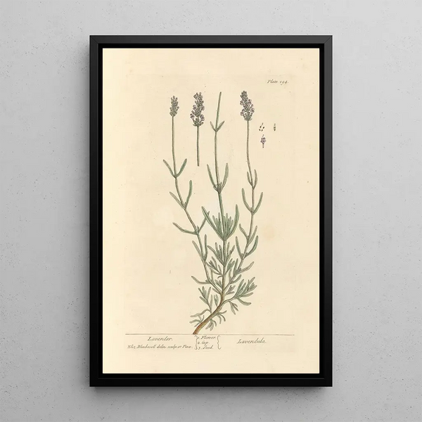 Lavanda - Elizabeth Blackwell — quadro incorniciato alla parete