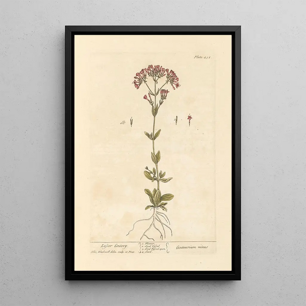 Petite centaurée - Elizabeth Blackwell — quadro incorniciato alla parete