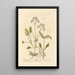 Piccola valeriana - Elizabeth Blackwell — quadro incorniciato alla parete