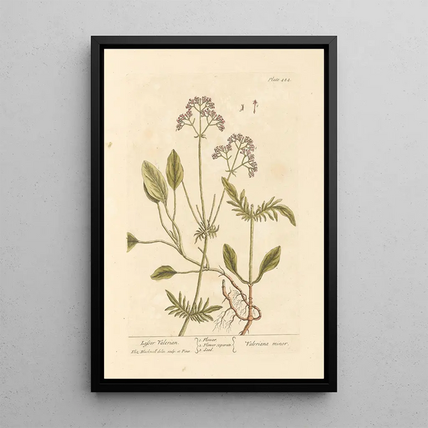 Piccola valeriana - Elizabeth Blackwell — quadro incorniciato alla parete
