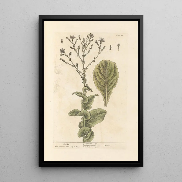 Lattuga - Elizabeth Blackwell — quadro incorniciato alla parete