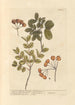 Bois de vie de la Jamaïque bois de vie du Brésil - Elizabeth Blackwell — vista dell’opera
