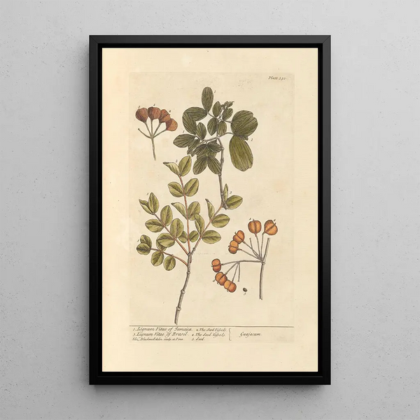 Bois de vie de la Jamaïque bois de vie du Brésil - Elizabeth Blackwell — quadro incorniciato alla parete