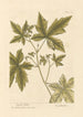 Copalme - Elizabeth Blackwell — vista dell’opera