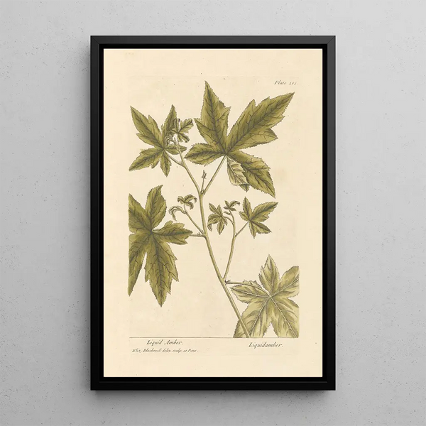 Copalme - Elizabeth Blackwell — quadro incorniciato alla parete
