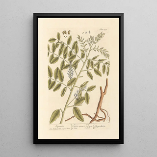 Elizabeth Blackwell - Liquorice.webp