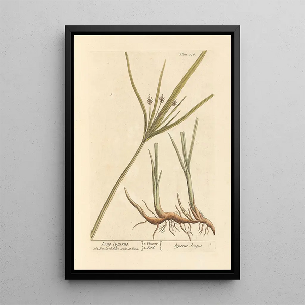 Souchet long - Elizabeth Blackwell — quadro incorniciato alla parete