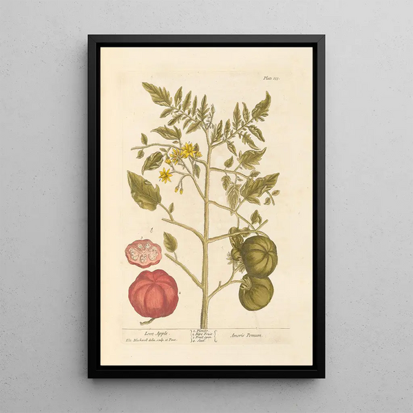 Pomme d'amour - Elizabeth Blackwell — quadro incorniciato alla parete