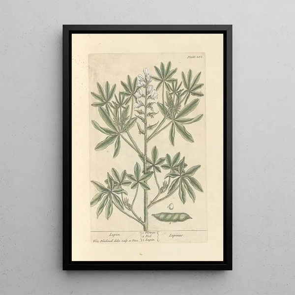 Lupin - Elizabeth Blackwell — quadro incorniciato alla parete