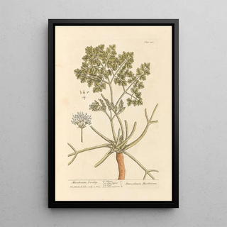 Elizabeth Blackwell - Macedonian parsley.webp