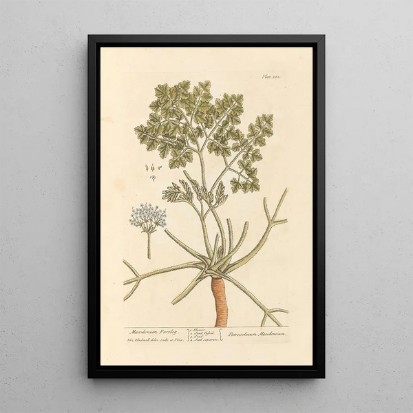 Persil macedonien - Elizabeth Blackwell — quadro incorniciato alla parete