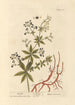 Garance - Elizabeth Blackwell — vista dell’opera