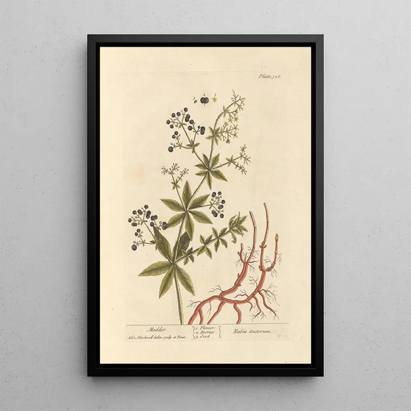 Garance - Elizabeth Blackwell — quadro incorniciato alla parete